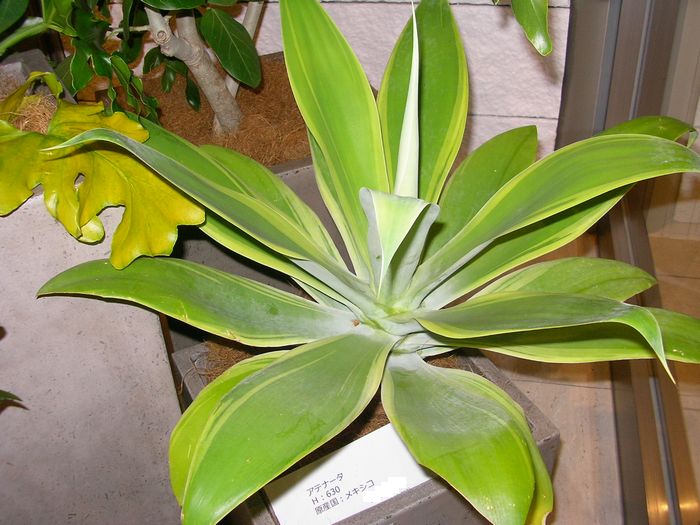 観葉植物の花言葉 一宮 稲沢で家を建てるならアオキ開発